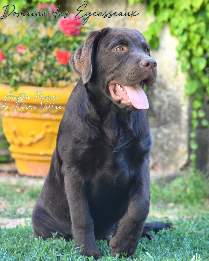 Austin power de diana villae