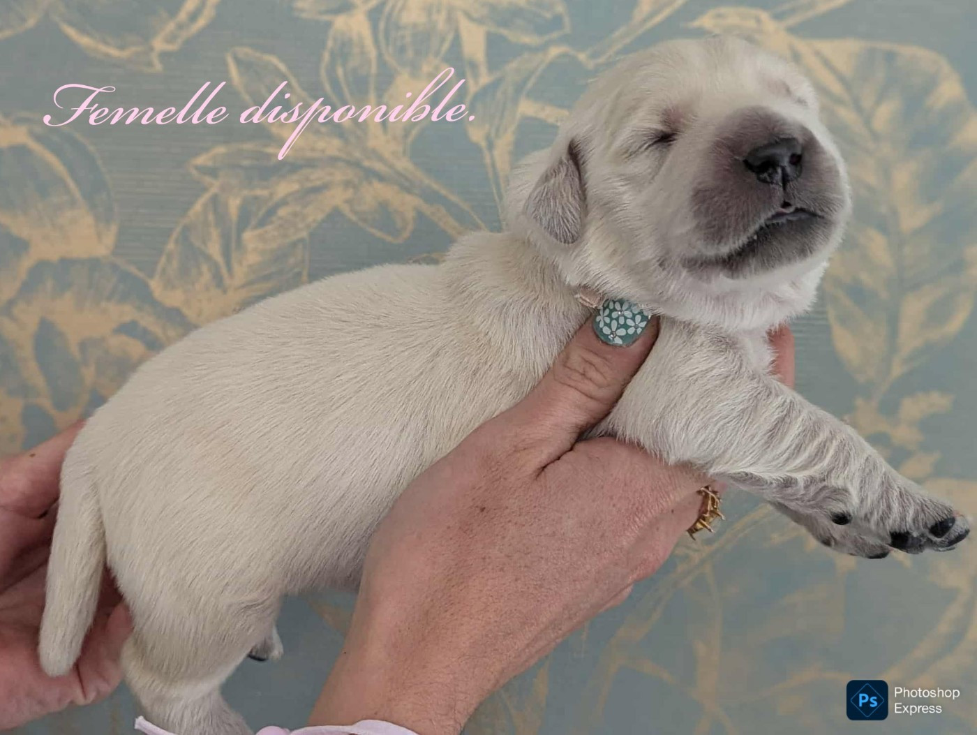 du domaine des egeasseaux - Chiots disponibles - Golden Retriever
