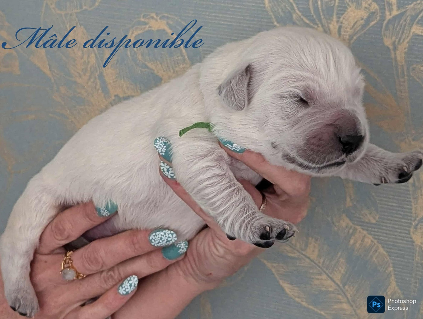 du domaine des egeasseaux - Chiots disponibles - Golden Retriever