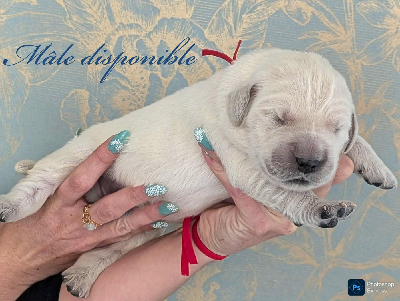 du domaine des egeasseaux - Chiots disponibles - Golden Retriever
