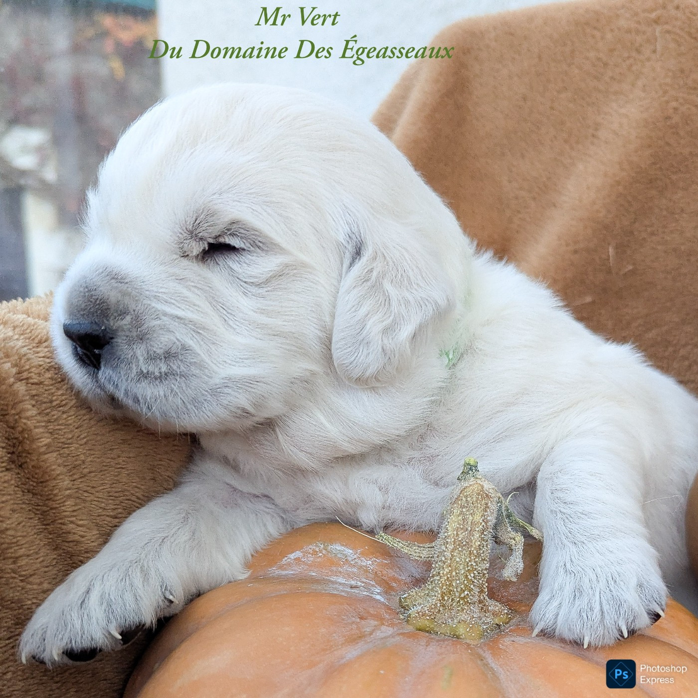 du domaine des egeasseaux - Chiots disponibles - Golden Retriever