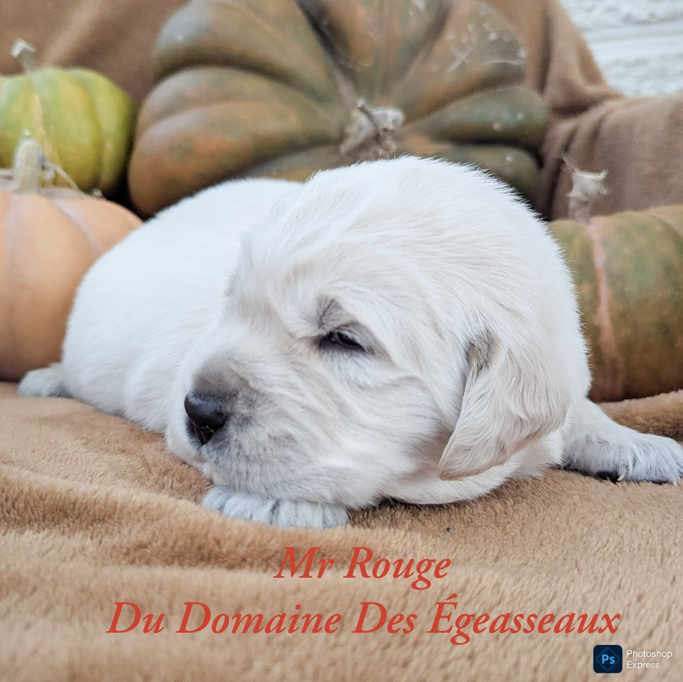 du domaine des egeasseaux - Chiots disponibles - Golden Retriever