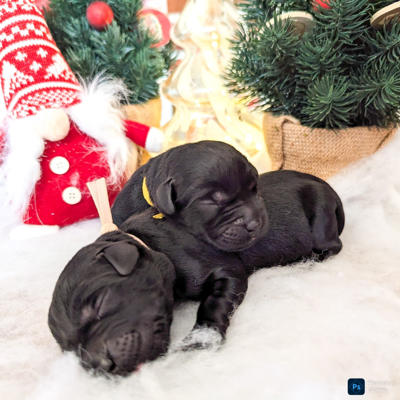 du domaine des egeasseaux - Chiots disponibles - Labrador Retriever