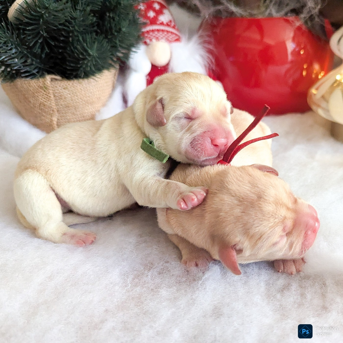 du domaine des egeasseaux - Chiots disponibles - Labrador Retriever