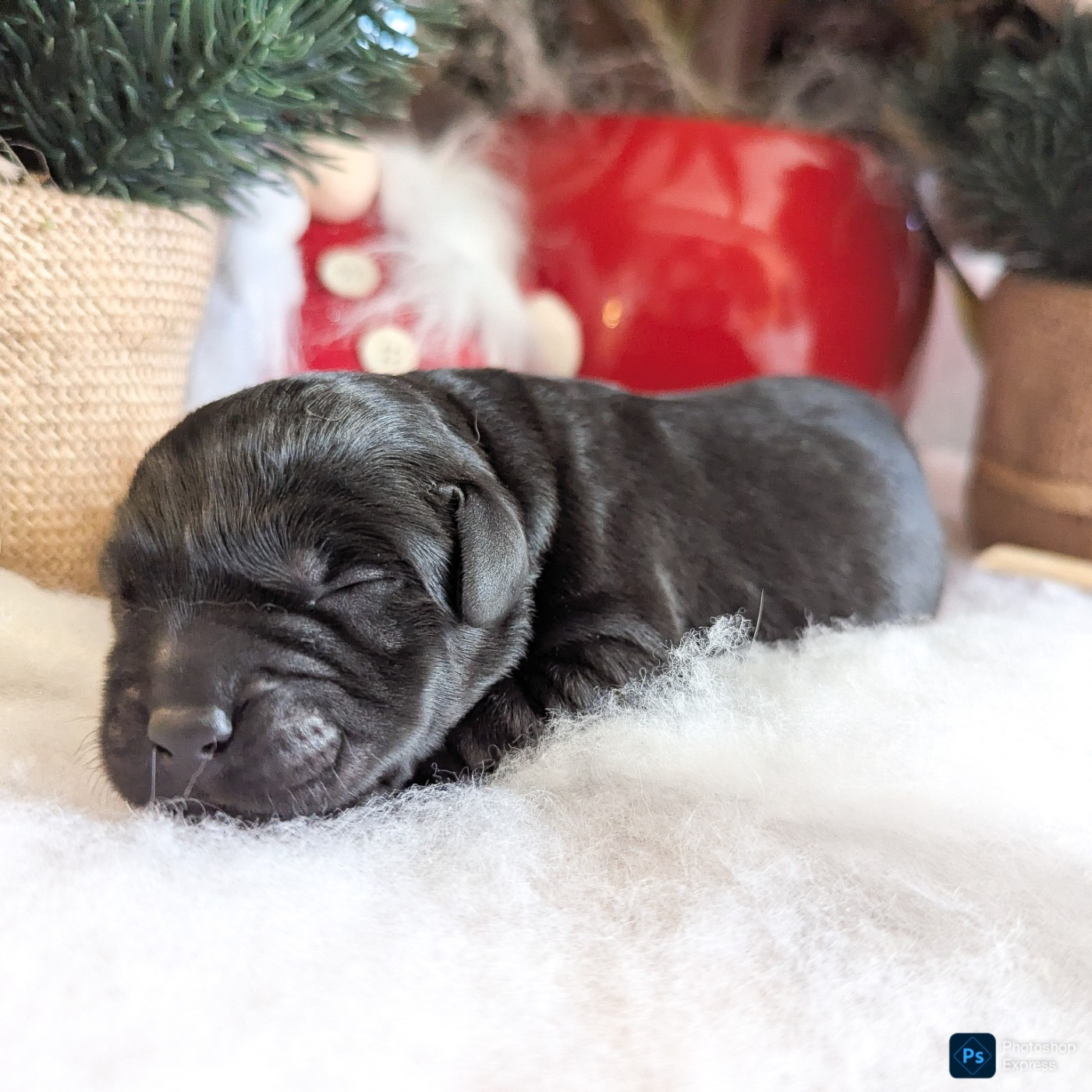 du domaine des egeasseaux - Chiots disponibles - Labrador Retriever