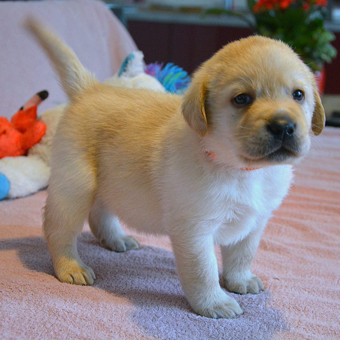 Chiot Labrador Retriever du domaine des egeasseaux