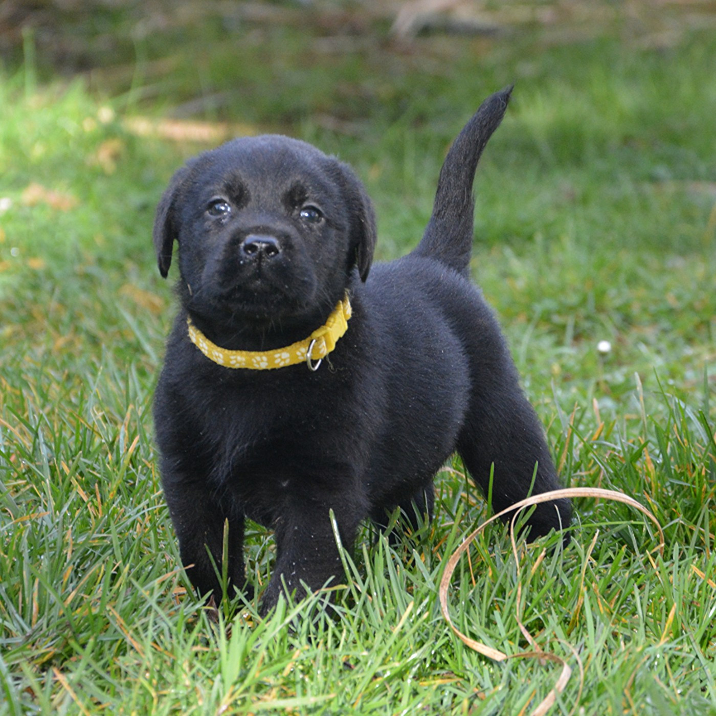 du domaine des egeasseaux - Chiots disponibles - Labrador Retriever