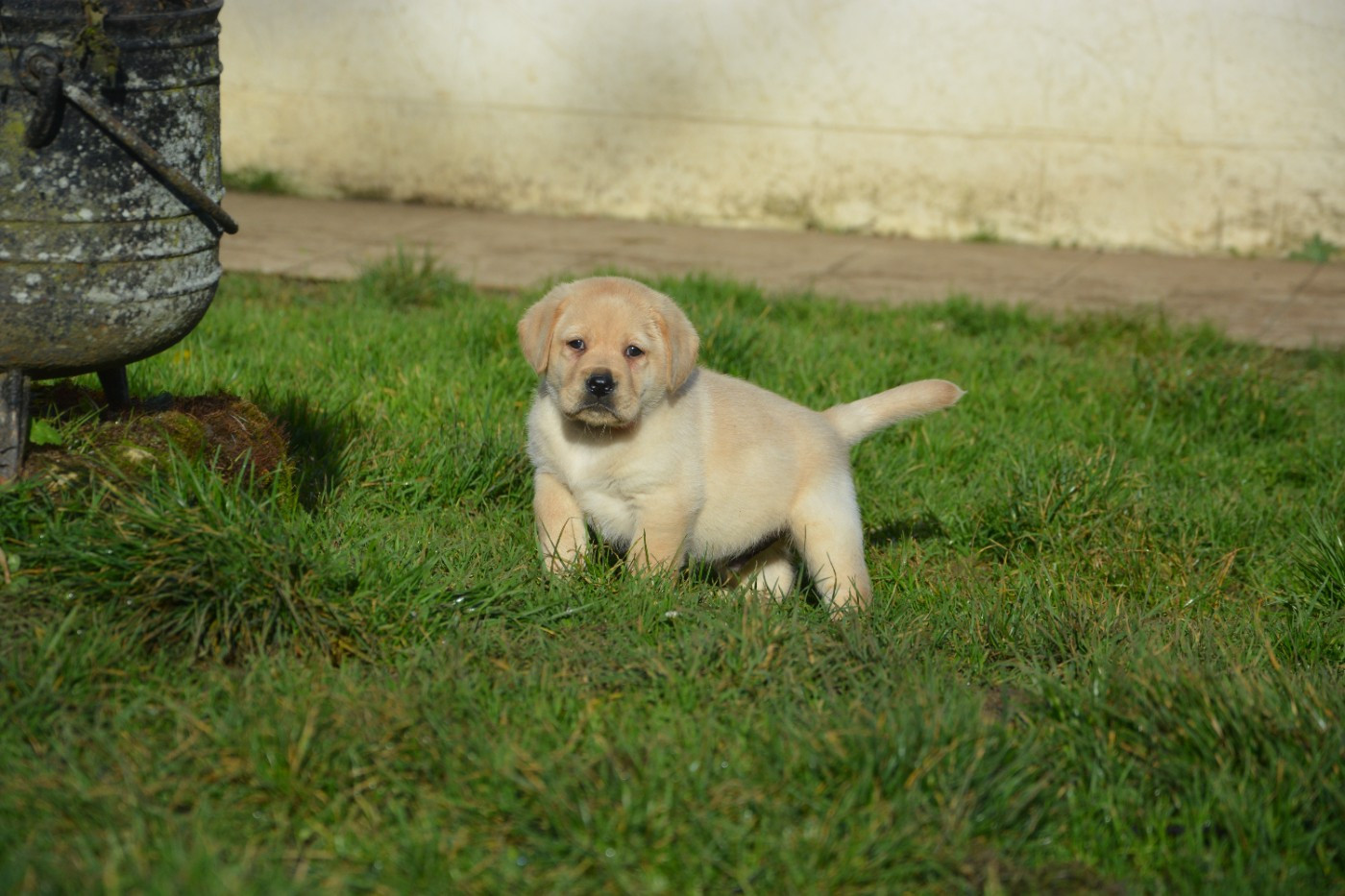 du domaine des egeasseaux - Chiots disponibles - Labrador Retriever