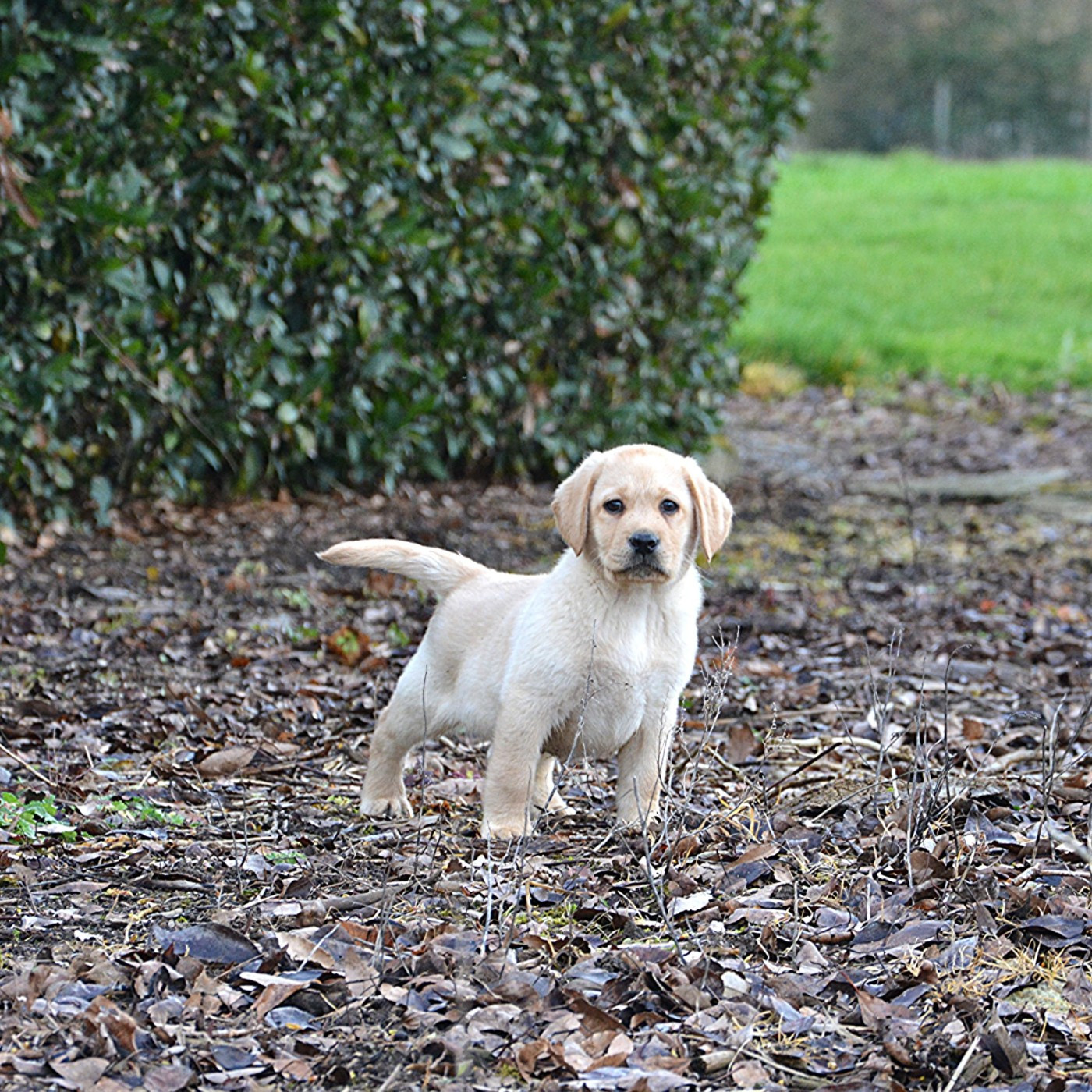du domaine des egeasseaux - Labrador Retriever - Portée née le 11/12/2025