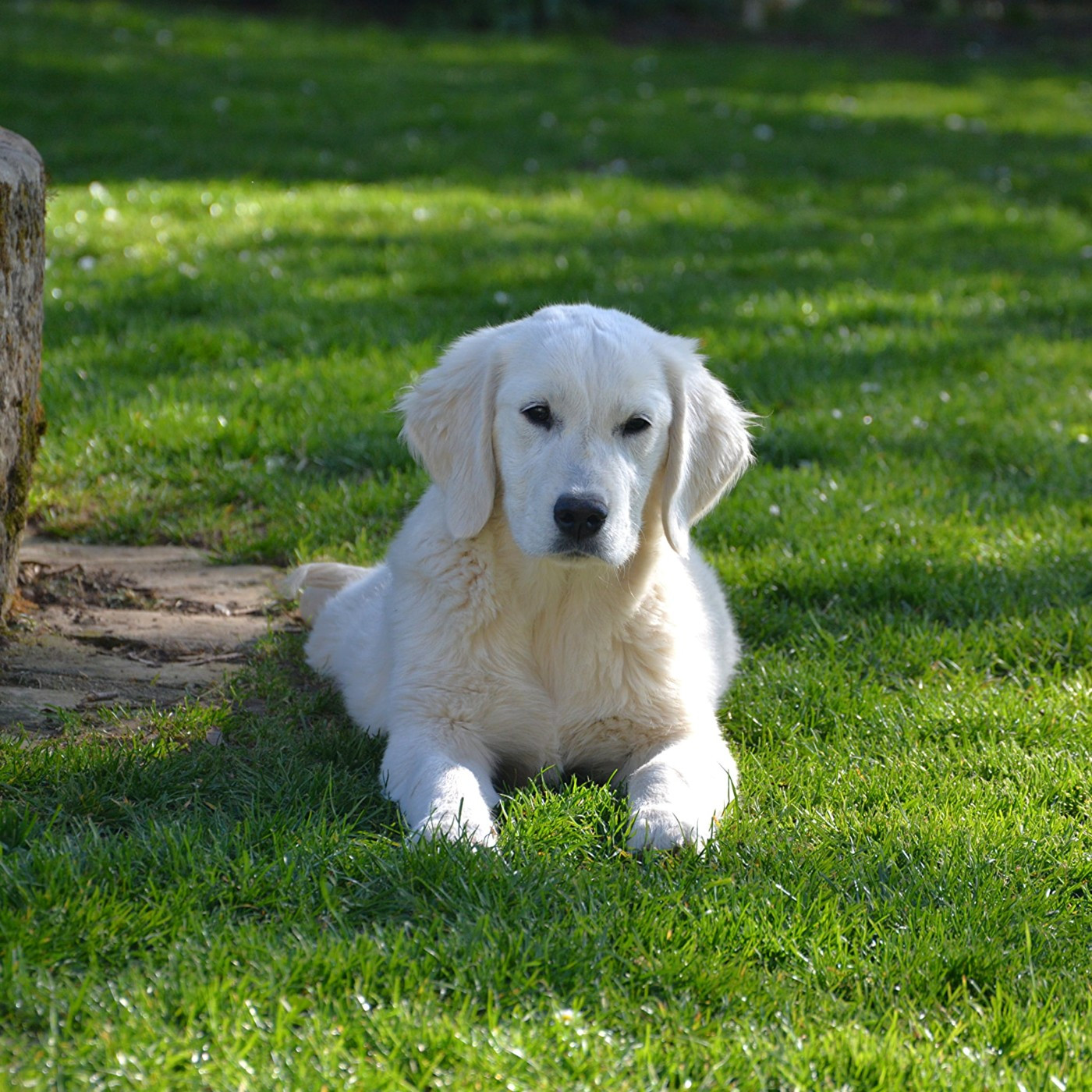 du domaine des egeasseaux - Chiots disponibles - Golden Retriever