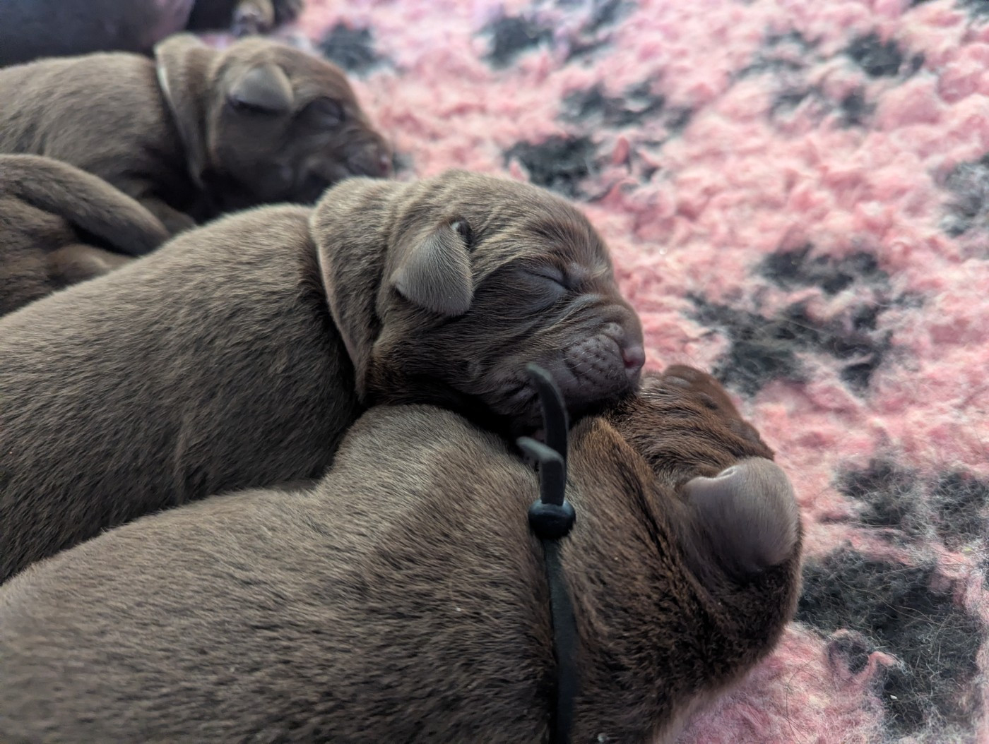 du domaine des egeasseaux - Chiots disponibles - Labrador Retriever