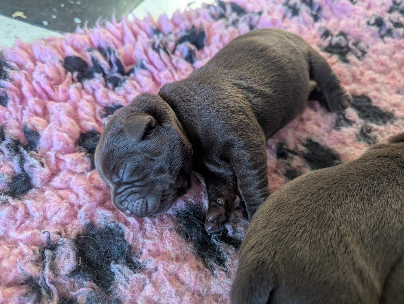 du domaine des egeasseaux - Chiots disponibles - Labrador Retriever