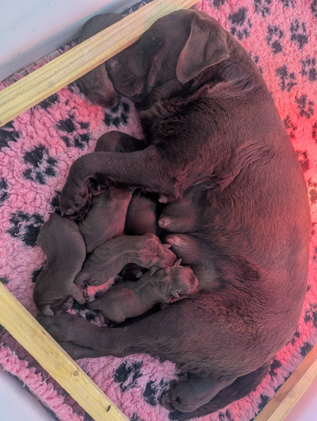 du domaine des egeasseaux - Chiots disponibles - Labrador Retriever