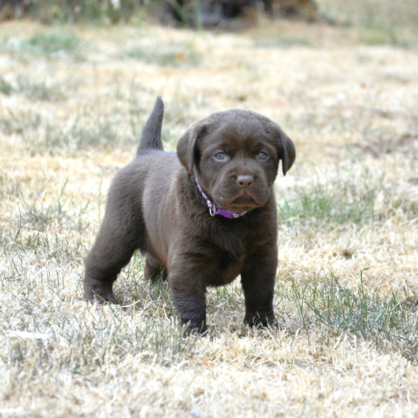 du domaine des egeasseaux - Labrador Retriever - Portée née le 15/06/2026