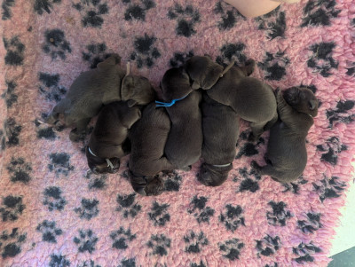 CHIOT 1