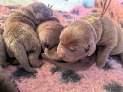 CHIOT 2