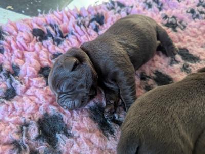 CHIOT 4