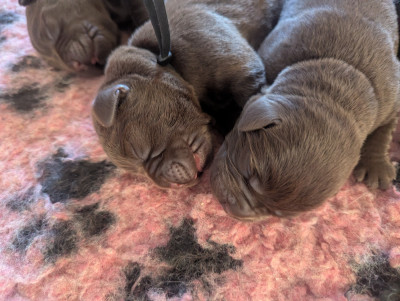 CHIOT 5