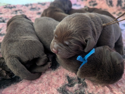 CHIOT 7
