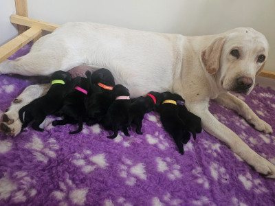 CHIOT 6